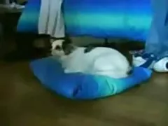 Video porno di donne umiliate uomini ecco e non c'è innocenza